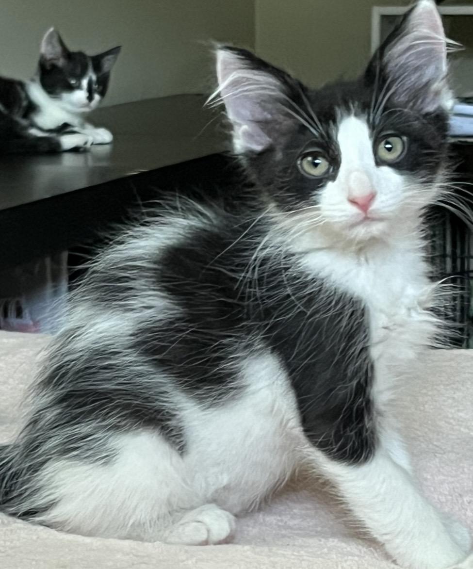 Ritchie -Tate and Bunnys Brother, Adoptable, Kitten Male Domestic Medium Hair.