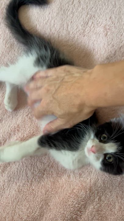 Enlarge Ritchie -Tate and Bunnys Brother, a Adoptable Domestic Medium Hair in Moline, IL video 5/6
