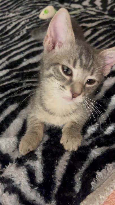 Enlarge Ritchie -Tate and Bunnys Brother, a Adoptable Domestic Medium Hair in Moline, IL video 6/6