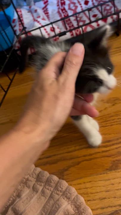 Enlarge Ritchie -Tate and Bunnys Brother, a Adoptable Domestic Medium Hair in Moline, IL video 3/6
