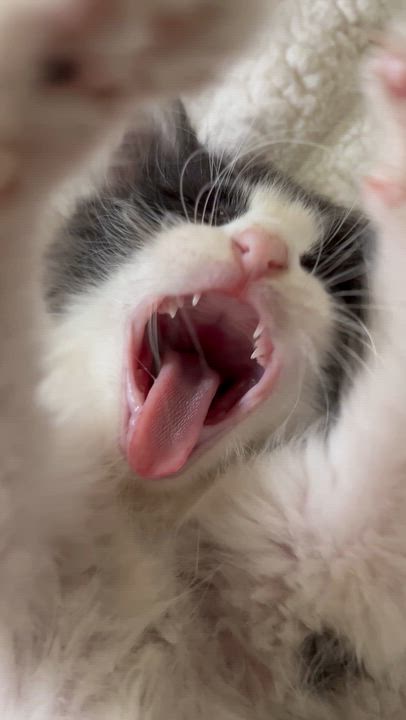 Enlarge Ritchie -Tate and Bunnys Brother, a Adoptable Domestic Medium Hair in Moline, IL video 4/6