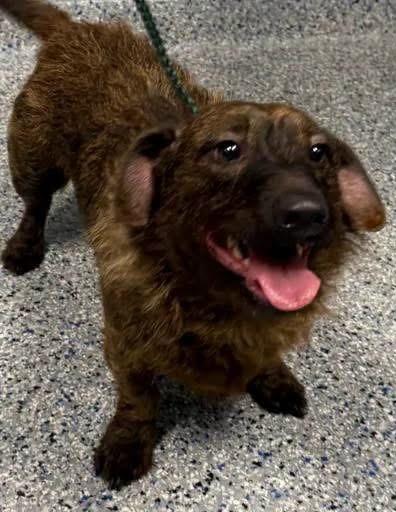 Enlarge Marvin, a ADOPTABLE mixed breed in Gardiner, NY image 1/3