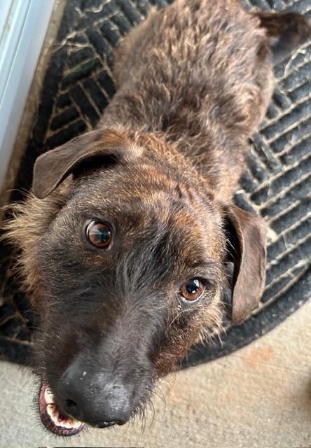 Enlarge Marvin, a ADOPTABLE mixed breed in Gardiner, NY image 3/3