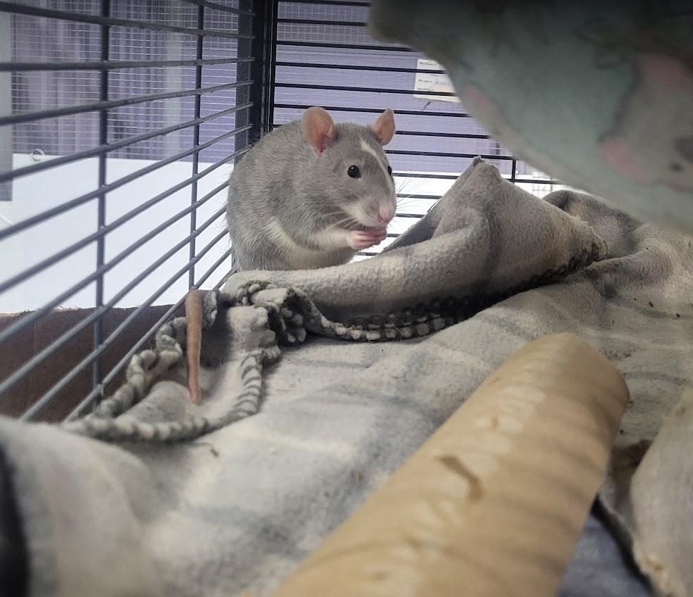 Enlarge Gabby Gabby, a Adoptable Rat in CRYSTAL LAKE, IL image 6/6