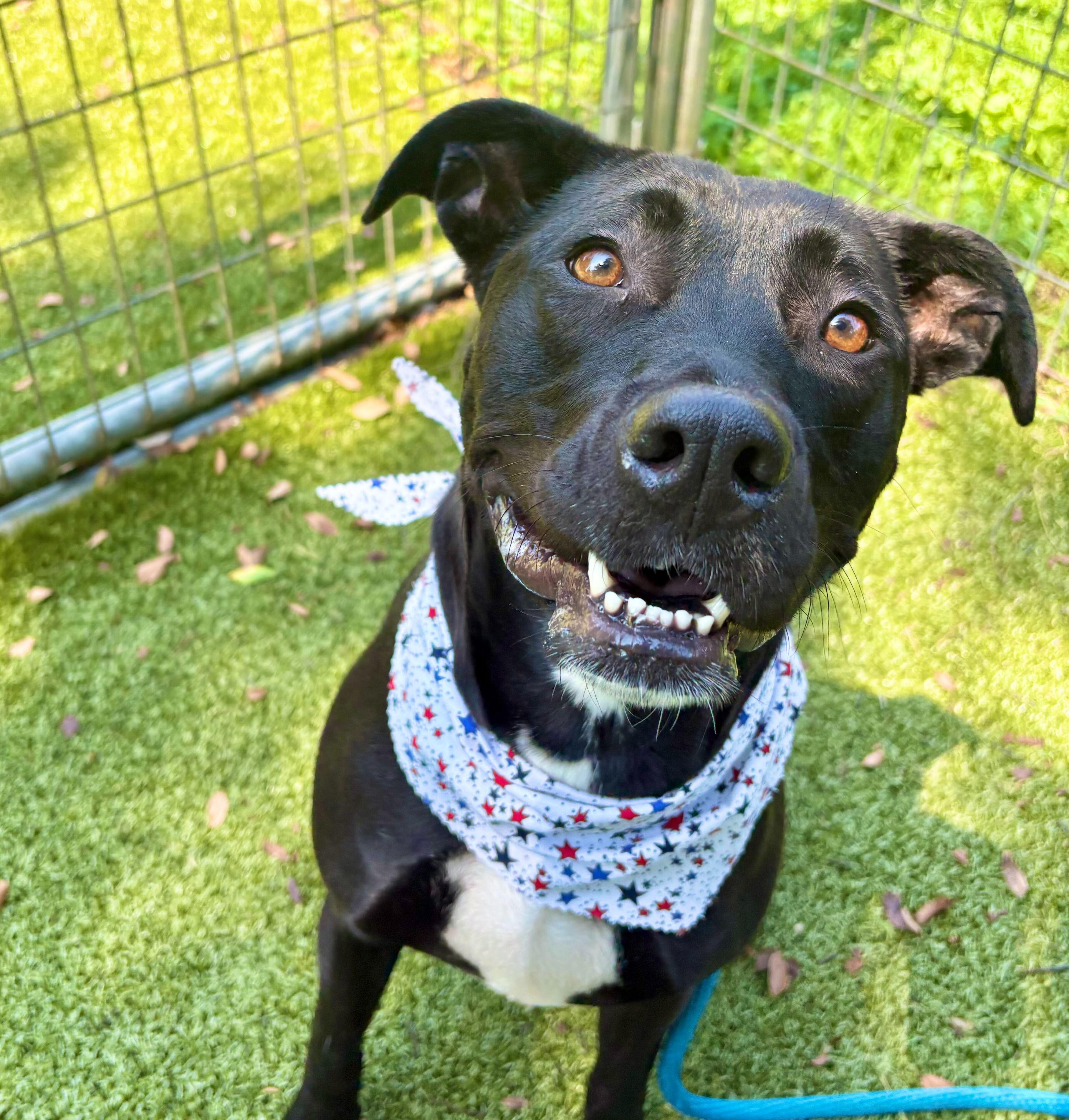 Angel, Young Female Mixed Breed