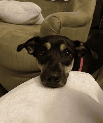Enlarge Hunny - DIAMOND DOG, a Adoptable Shepherd in McKinney, TX image 1/3