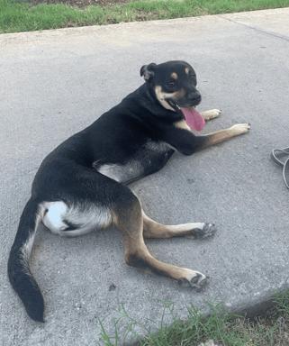 Enlarge Hunny - DIAMOND DOG, a Adoptable Shepherd in McKinney, TX image 2/3