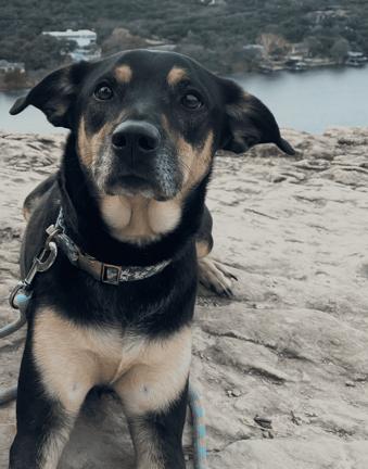 Enlarge Hunny - DIAMOND DOG, a Adoptable Shepherd in McKinney, TX image 3/3