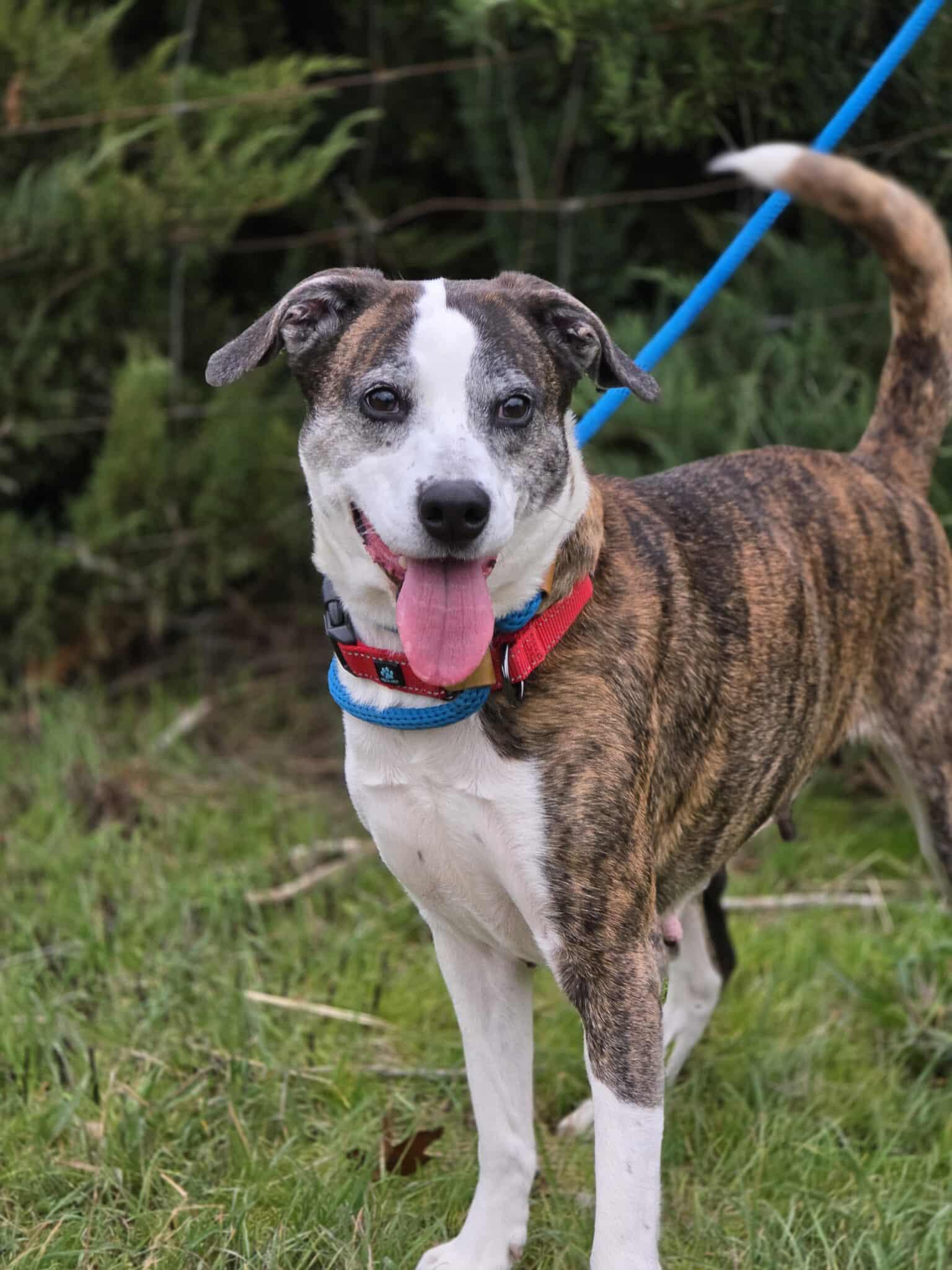 Bianca, an adoptable mixed breed in Grants Pass, OR image 1/5