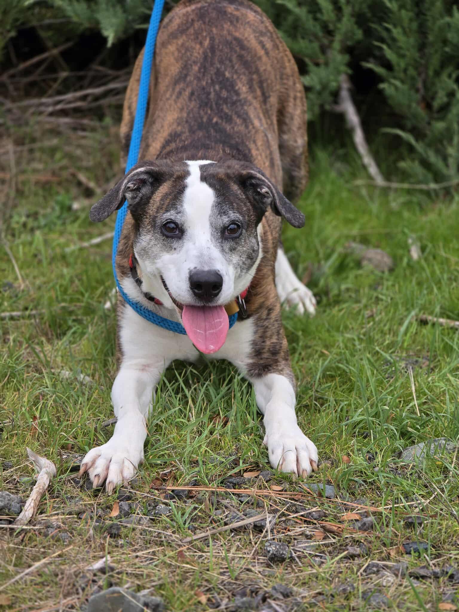 Bianca, an adoptable mixed breed in Grants Pass, OR image 3/5