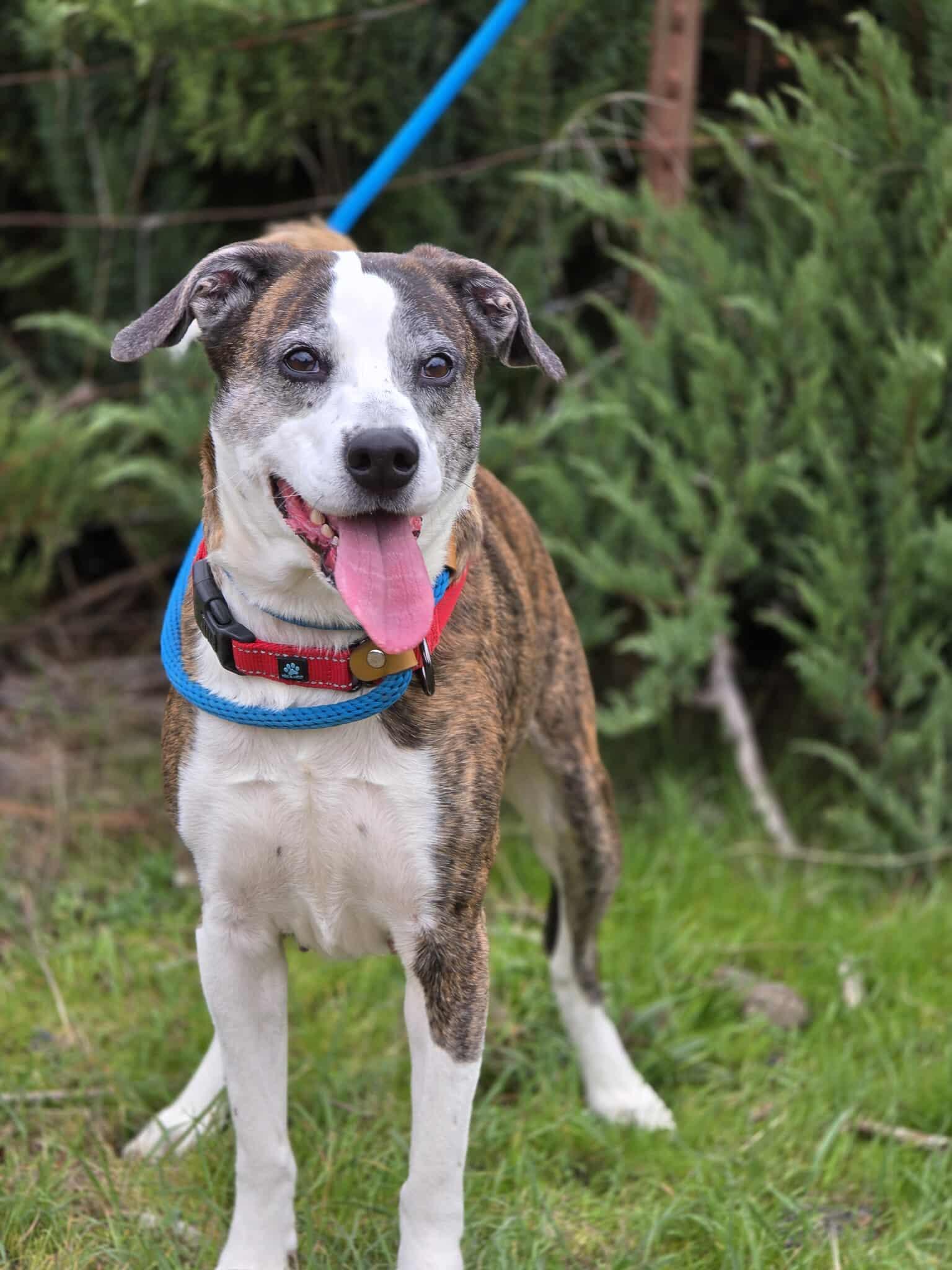 Bianca, an adoptable mixed breed in Grants Pass, OR image 4/5