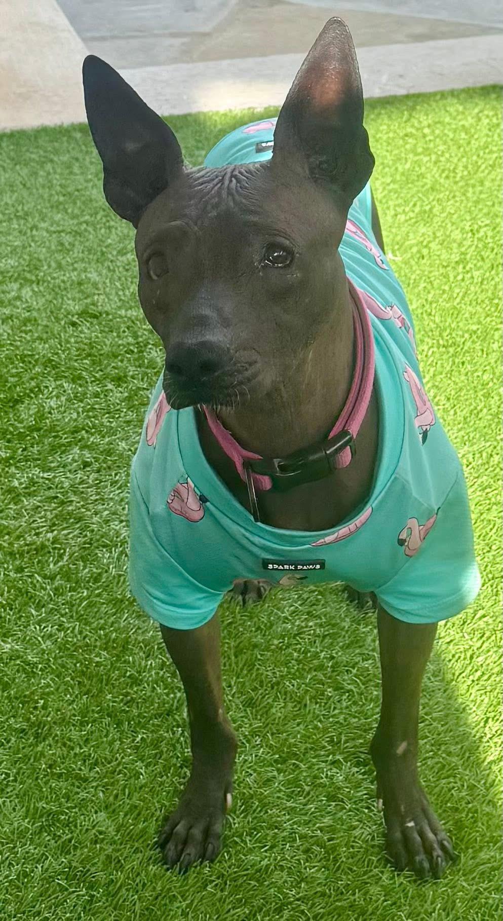 Lily, adopted, Adult Female Xoloitzcuintli / Mexican Hairless.