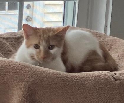 Kaline, Adoptable, Adult Male Domestic Short Hair & Domestic Short Hair.