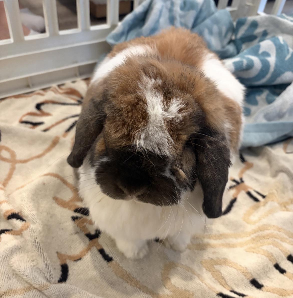 Mopsy, ADOPTABLE, Adult Female Holland Lop.
