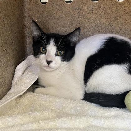 Fig, ADOPTABLE, Young Female Domestic Short Hair.