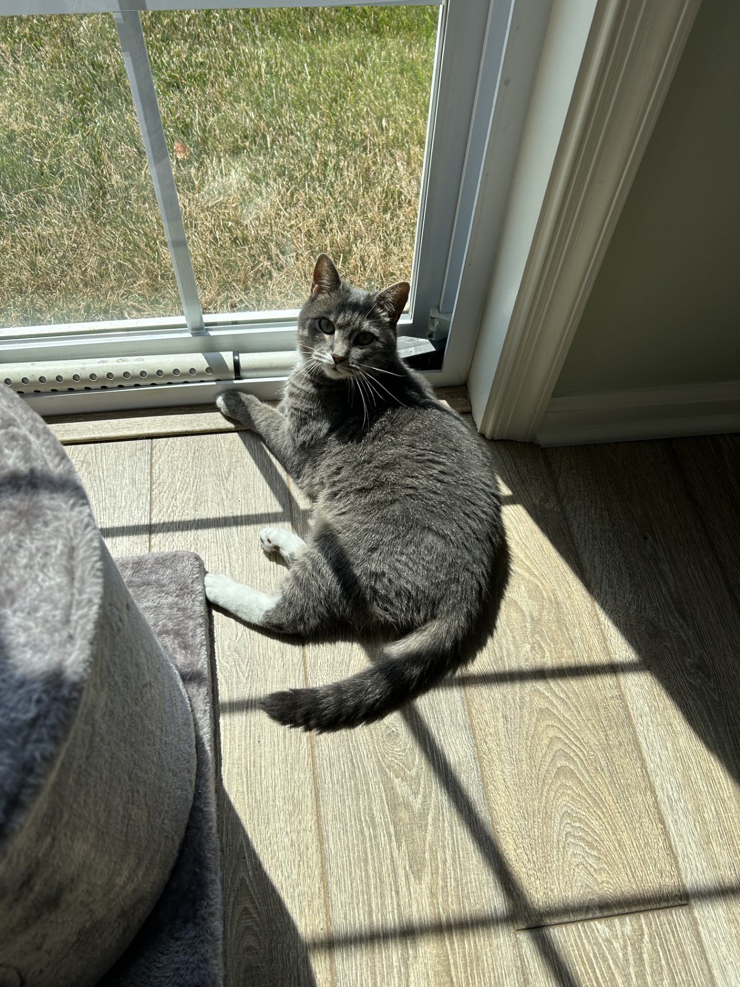 Maggie, Adoptable, Adult Female Domestic Short Hair.