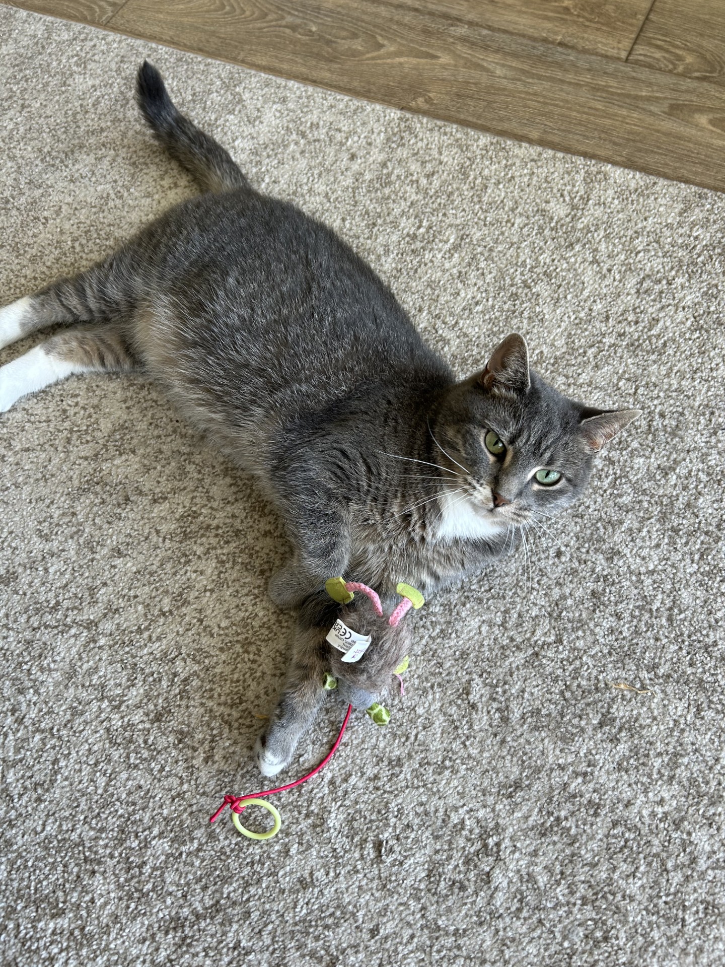 Maggie, a Adoptable Domestic Short Hair in Philadelphia, PA image 2/15