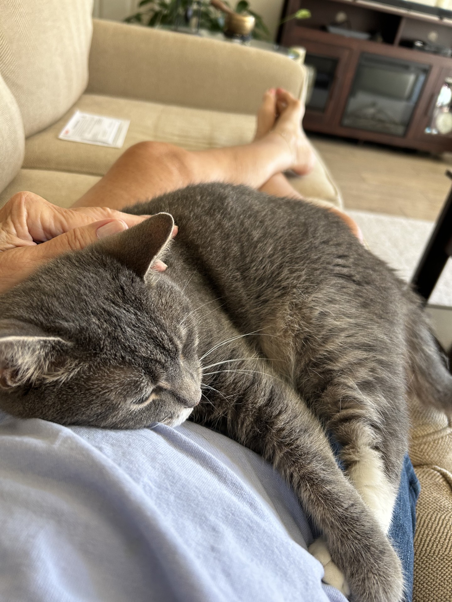 Maggie, a Adoptable Domestic Short Hair in Philadelphia, PA image 3/15