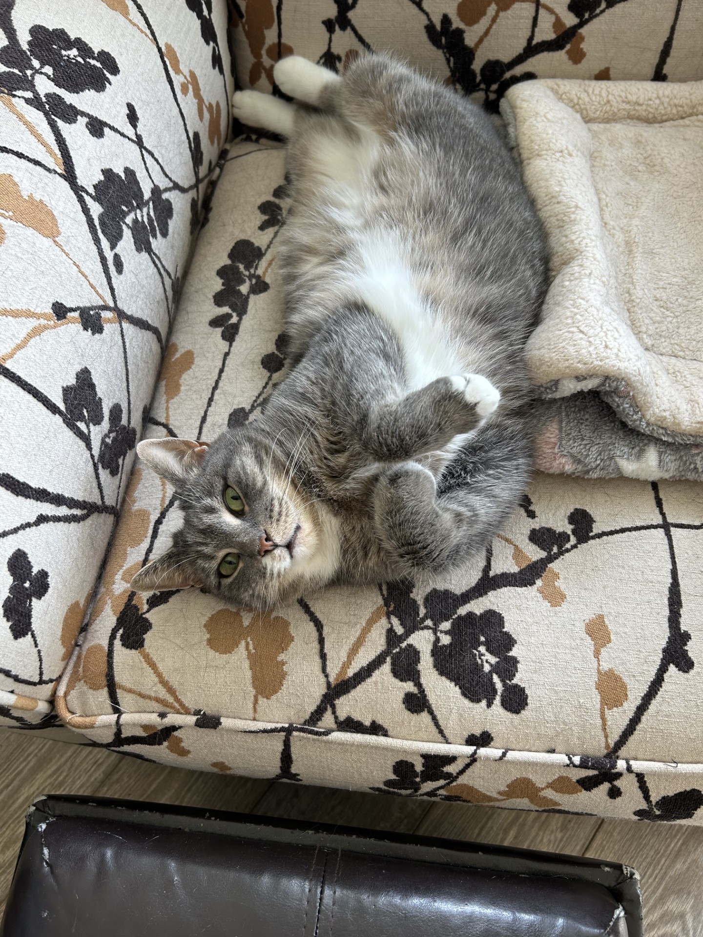 Maggie, a Adoptable Domestic Short Hair in Philadelphia, PA image 4/15