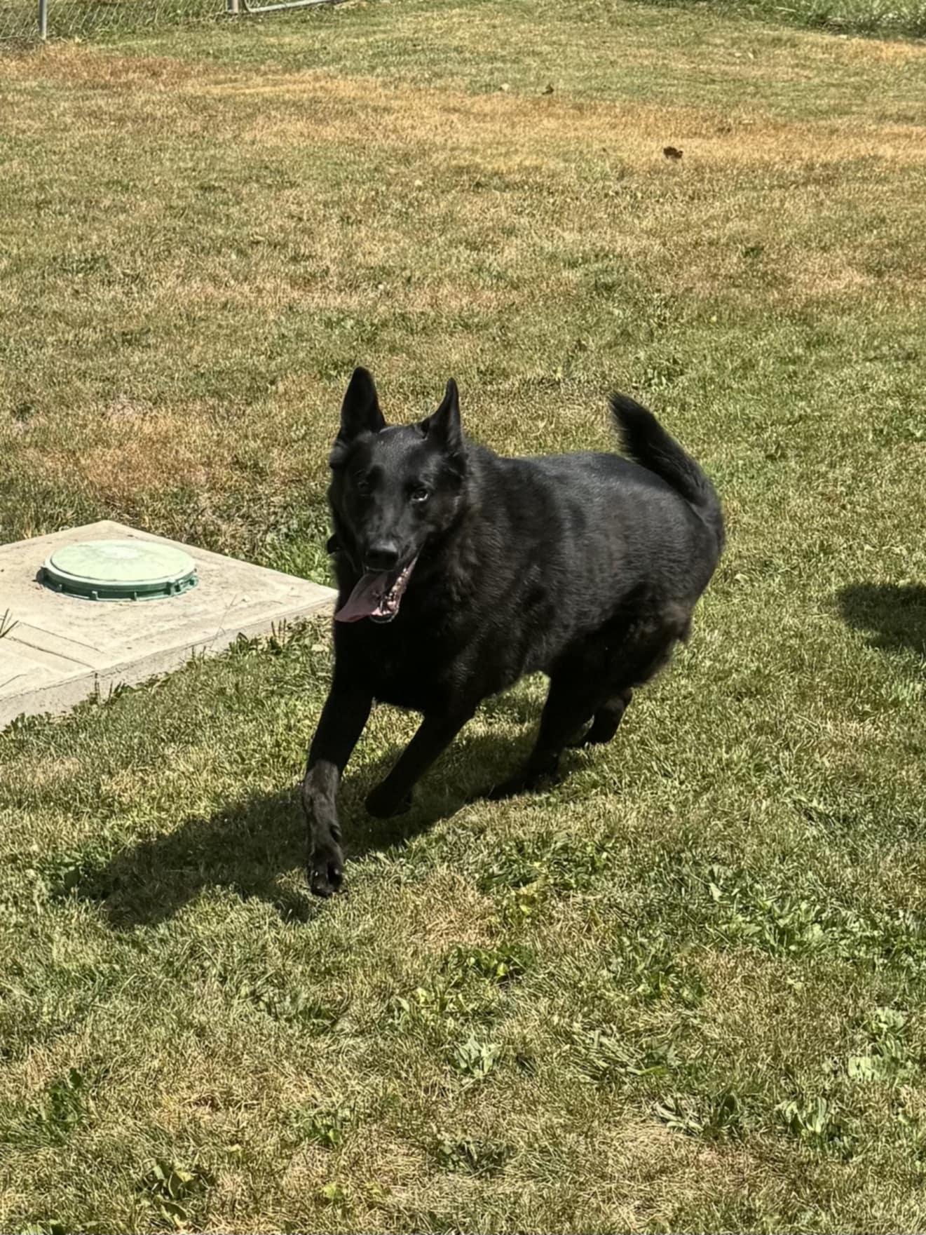 Duke