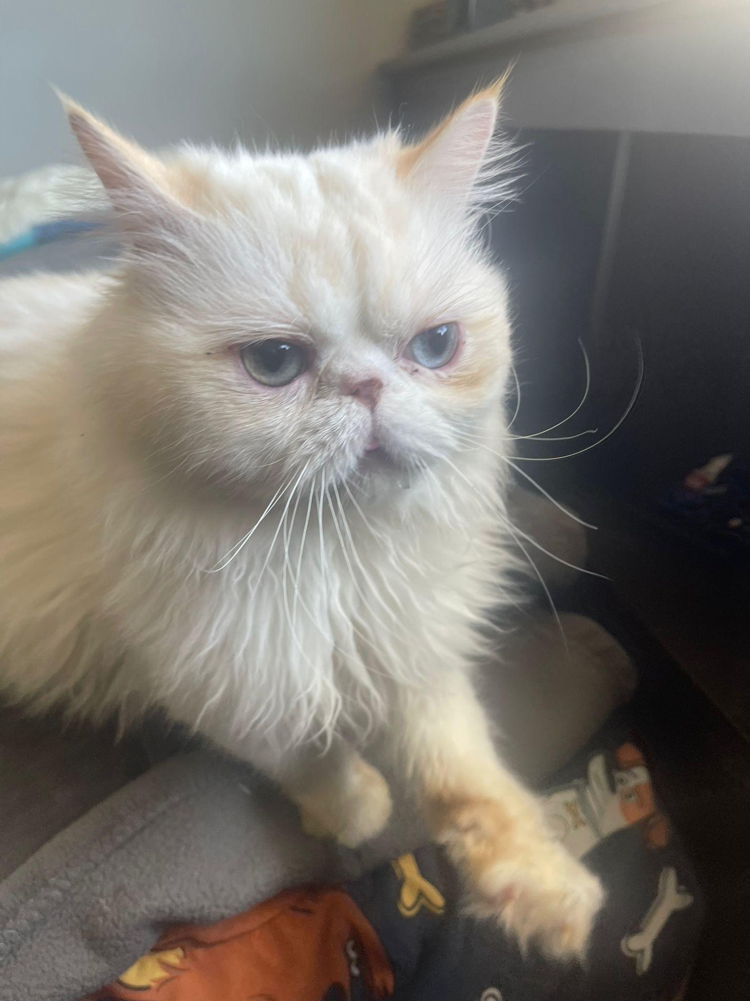 Enlarge Zozo (Creampoint)- Louise Liao, an adopted mixed breed in Brampton, ON image 2/6