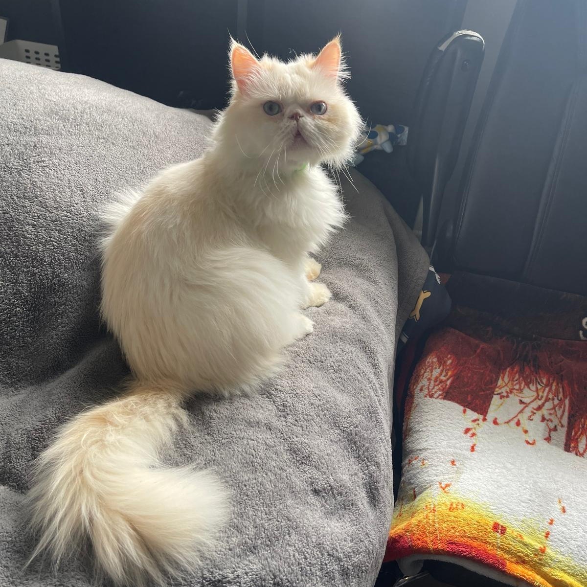 Enlarge Zozo (Creampoint)- Louise Liao, an adopted mixed breed in Brampton, ON image 6/6