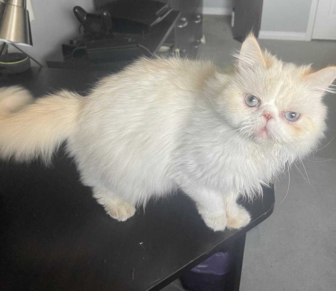 Enlarge Zozo (Creampoint)- Louise Liao, an adopted mixed breed in Brampton, ON image 4/6