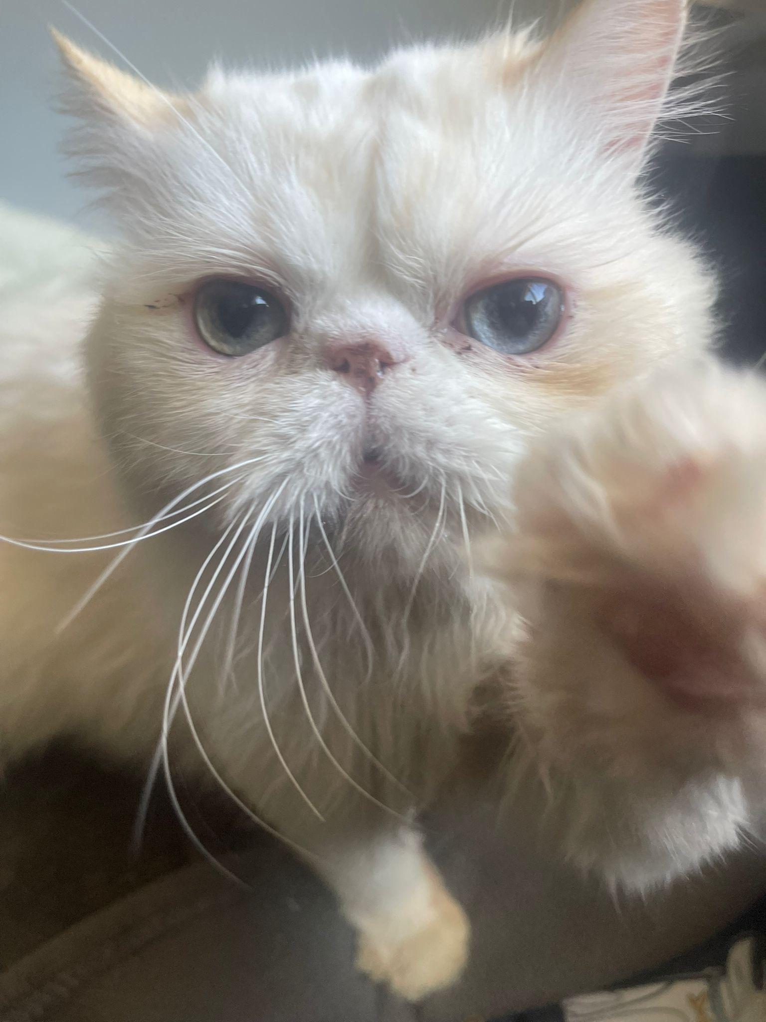 Zozo (Creampoint)- Louise Liao, adopted, Young Male Persian.