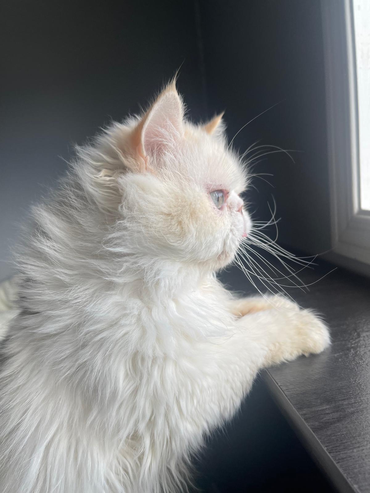 Enlarge Zozo (Creampoint)- Louise Liao, an adopted mixed breed in Brampton, ON image 3/6