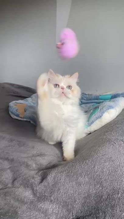 Enlarge Zozo (Creampoint)- Louise Liao, an adopted mixed breed in Brampton, ON video 5/6