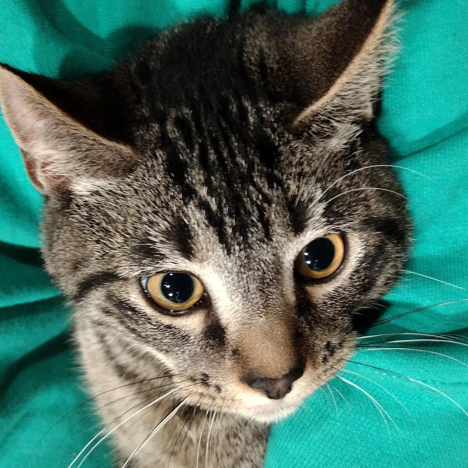 Enlarge Whiskey and Tango, a ADOPTABLE Tabby in Liverpool, NY image 1/3