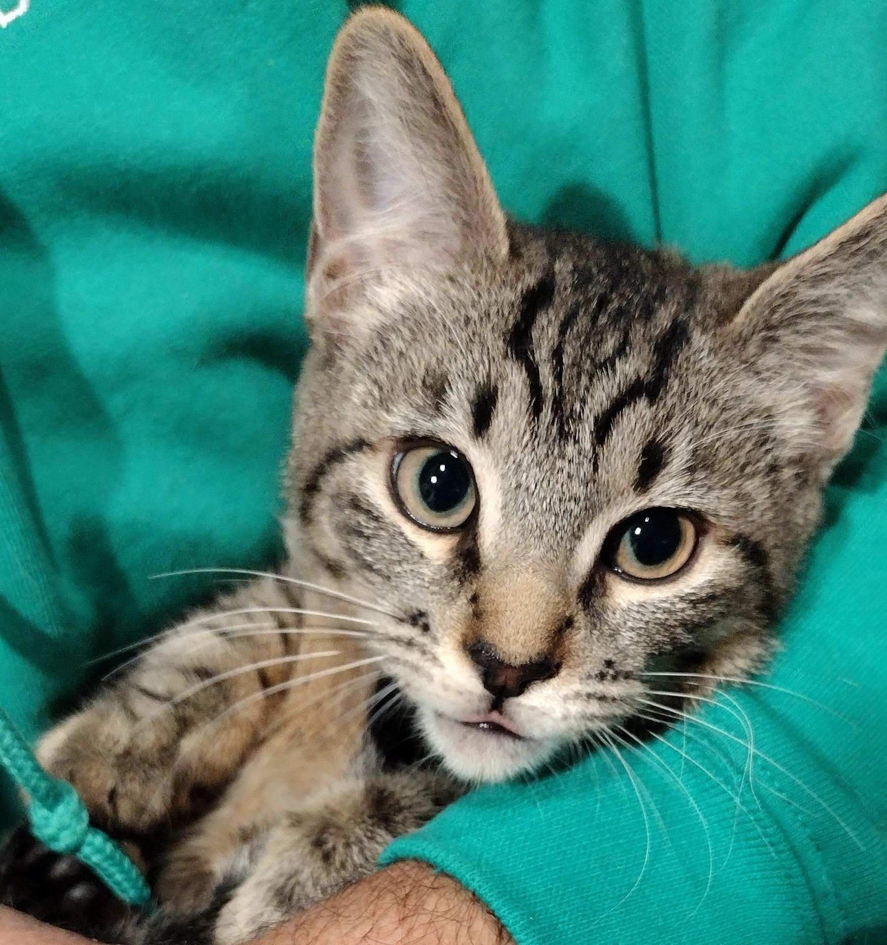 Enlarge Whiskey and Tango, a ADOPTABLE Tabby in Liverpool, NY image 2/3