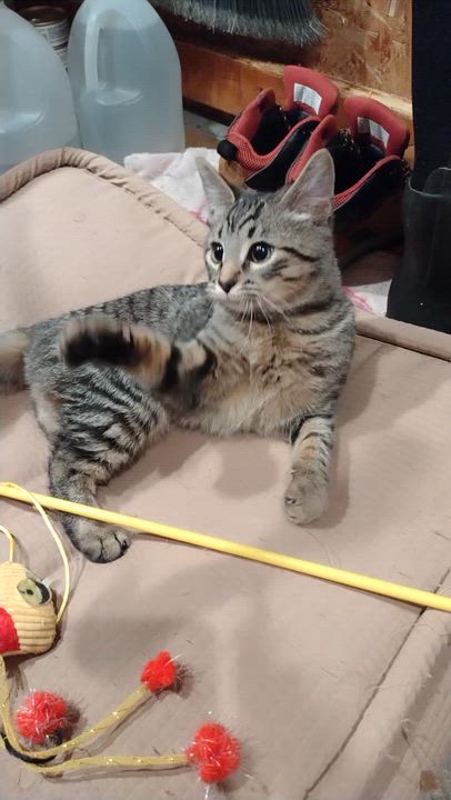 Enlarge Whiskey and Tango, a ADOPTABLE Tabby in Liverpool, NY video 3/3