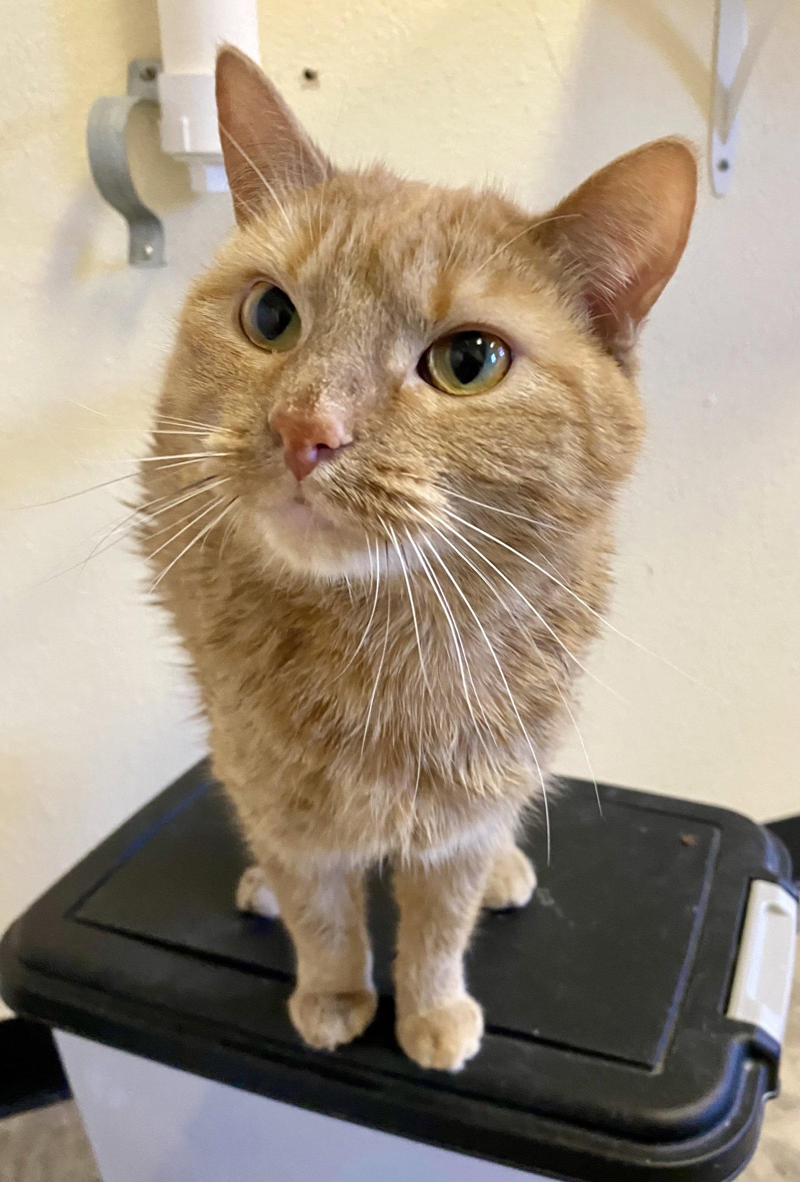 Enlarge Marmalade, a Adoptable mixed breed in Fargo, ND image 1/2