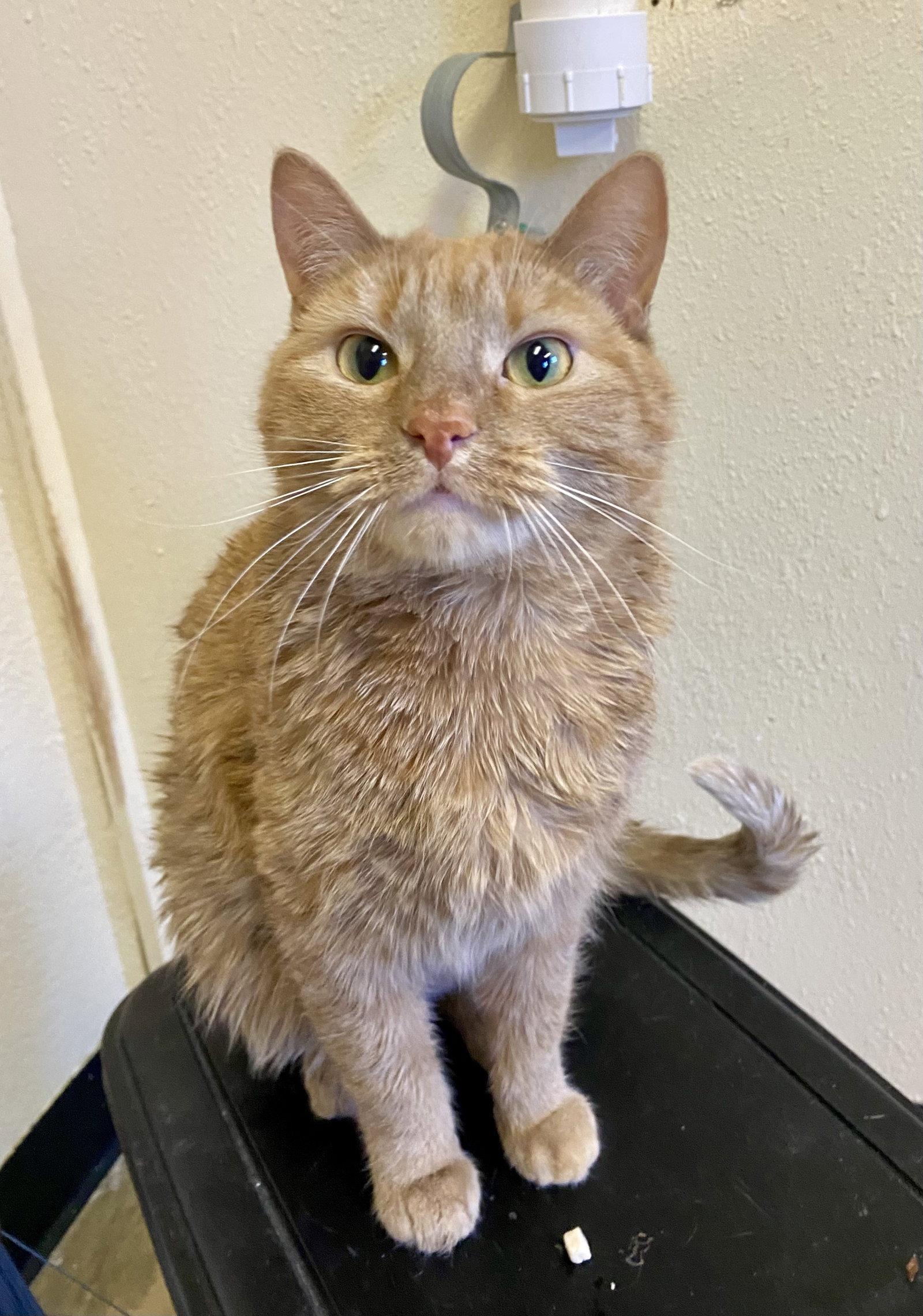 Enlarge Marmalade, a Adoptable mixed breed in Fargo, ND image 2/2