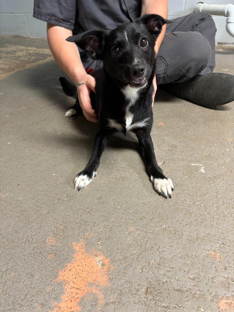 Bella(AC), Adoptable, Young Female Chihuahua.