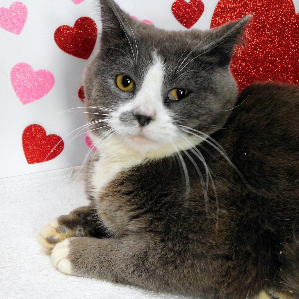 Brady, Adoptable, Adult Male Domestic Short Hair.