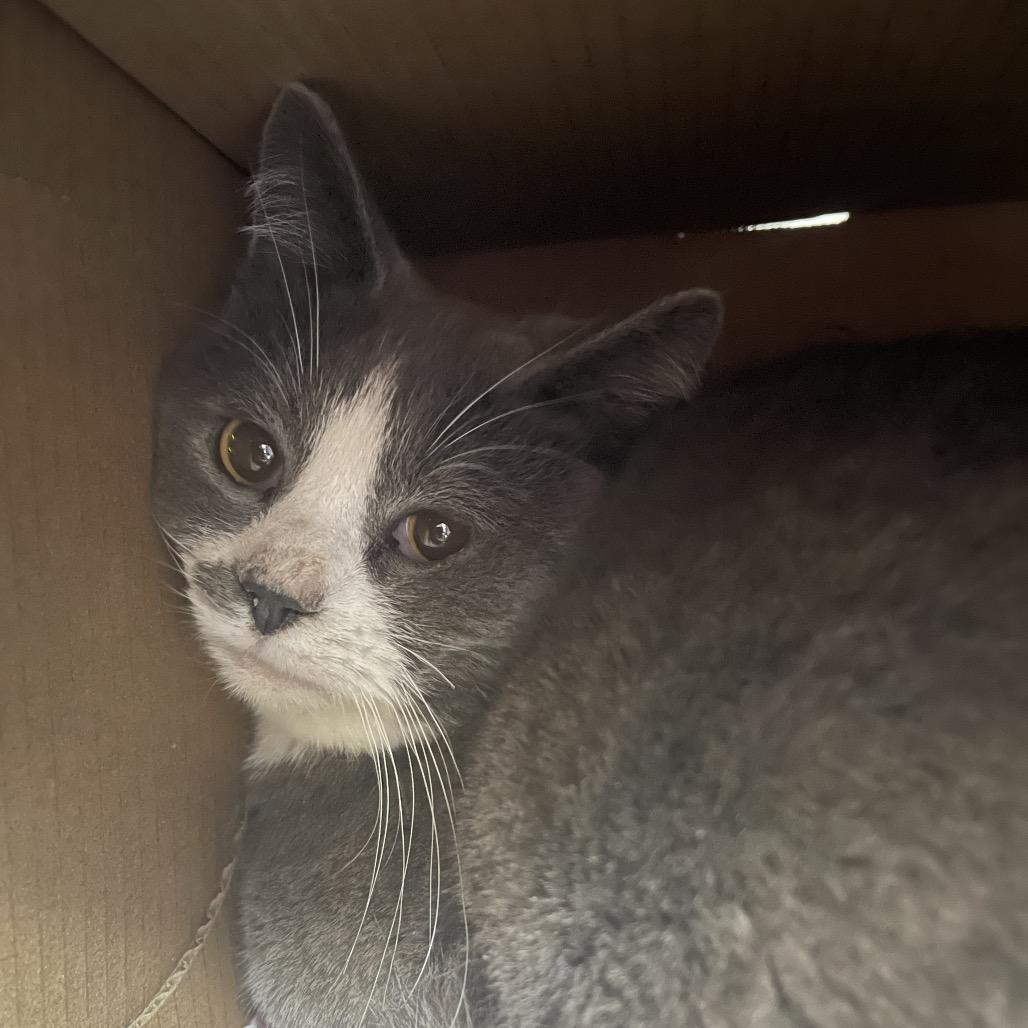 Enlarge Brady, a Adoptable Domestic Short Hair in Canton, IL image 2/2