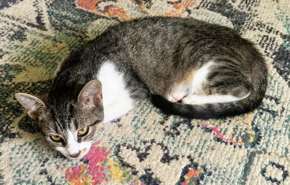 Sassie, Adoptable, Kitten Female Domestic Short Hair.