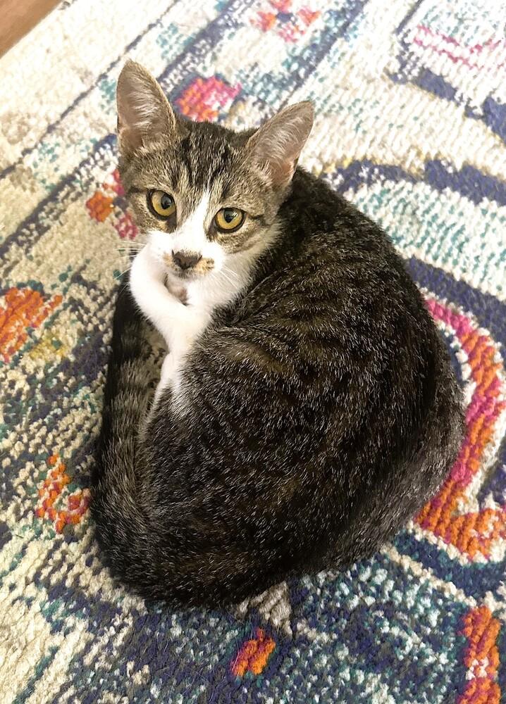 Enlarge Sassie, a Adoptable Domestic Short Hair in Mooresville, NC image 1/3