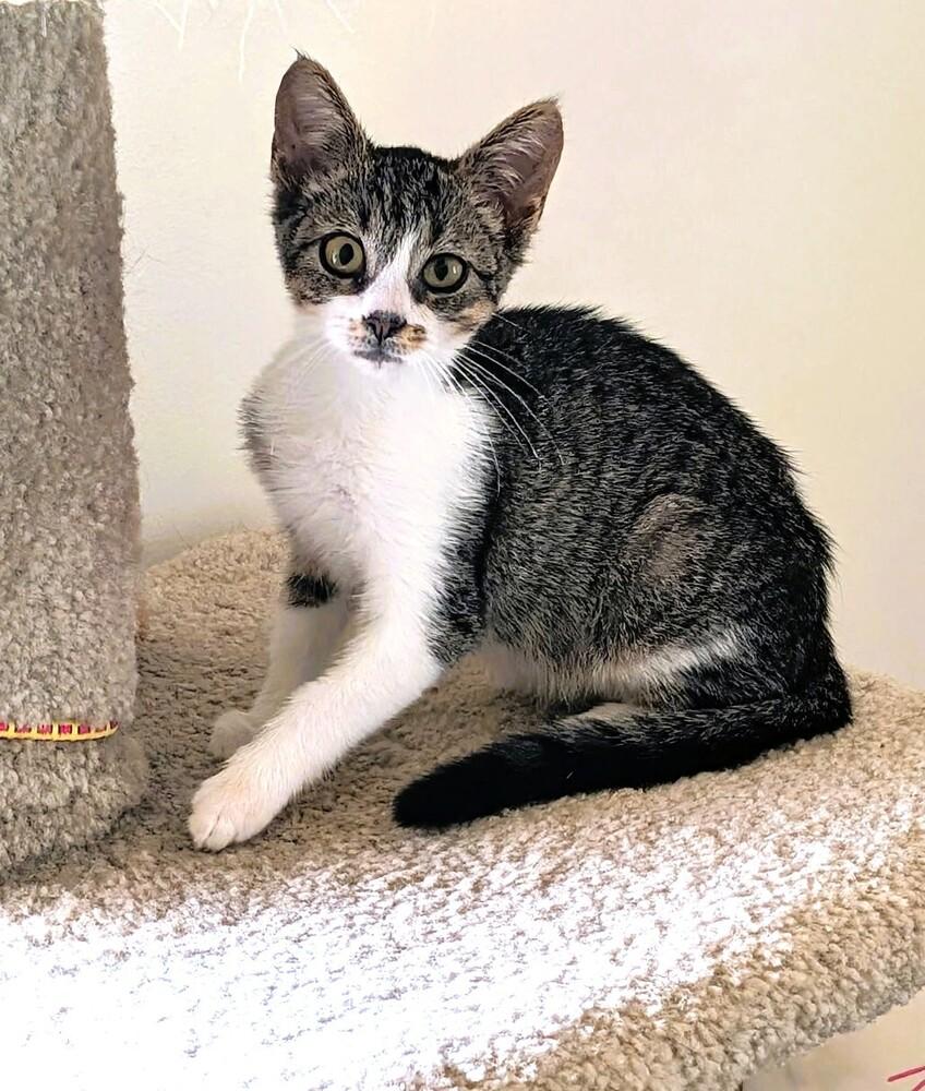 Enlarge Sassie, a Adoptable Domestic Short Hair in Mooresville, NC image 3/3