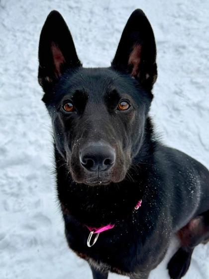 Nova, Adoptable, Adult Female German Shepherd Dog & Mixed Breed.