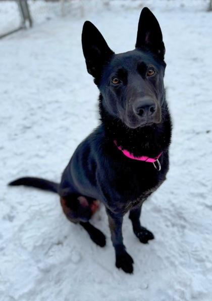 Enlarge Nova, a Adoptable mixed breed in Parma, OH image 3/3