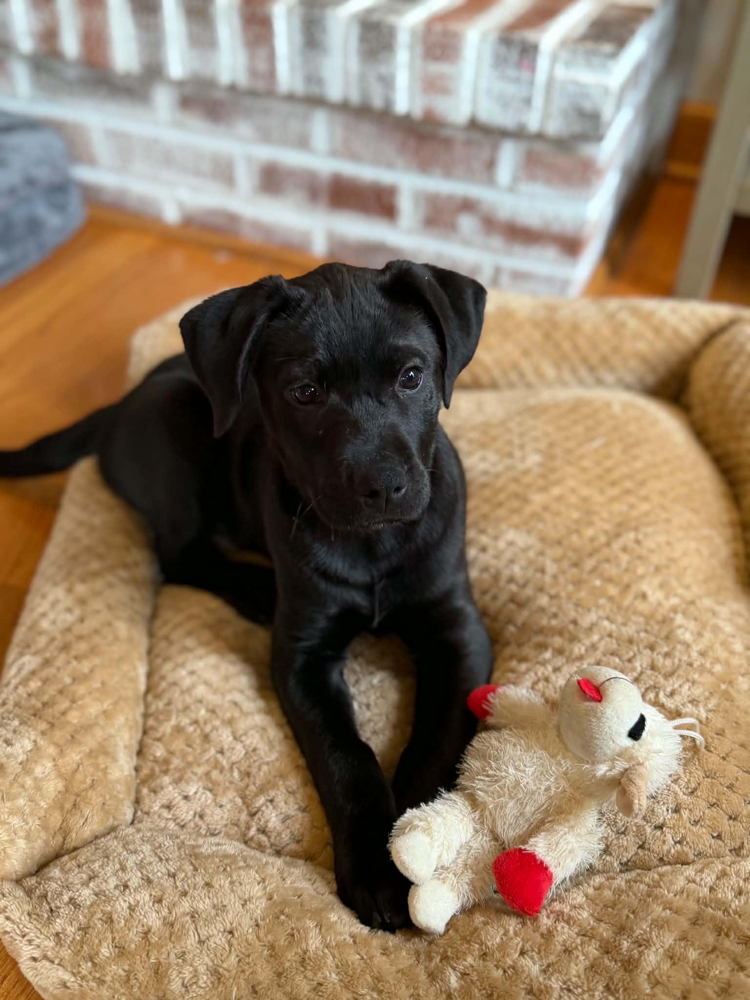 Kallie, an adopted mixed breed in South Elgin, IL image 4/4
