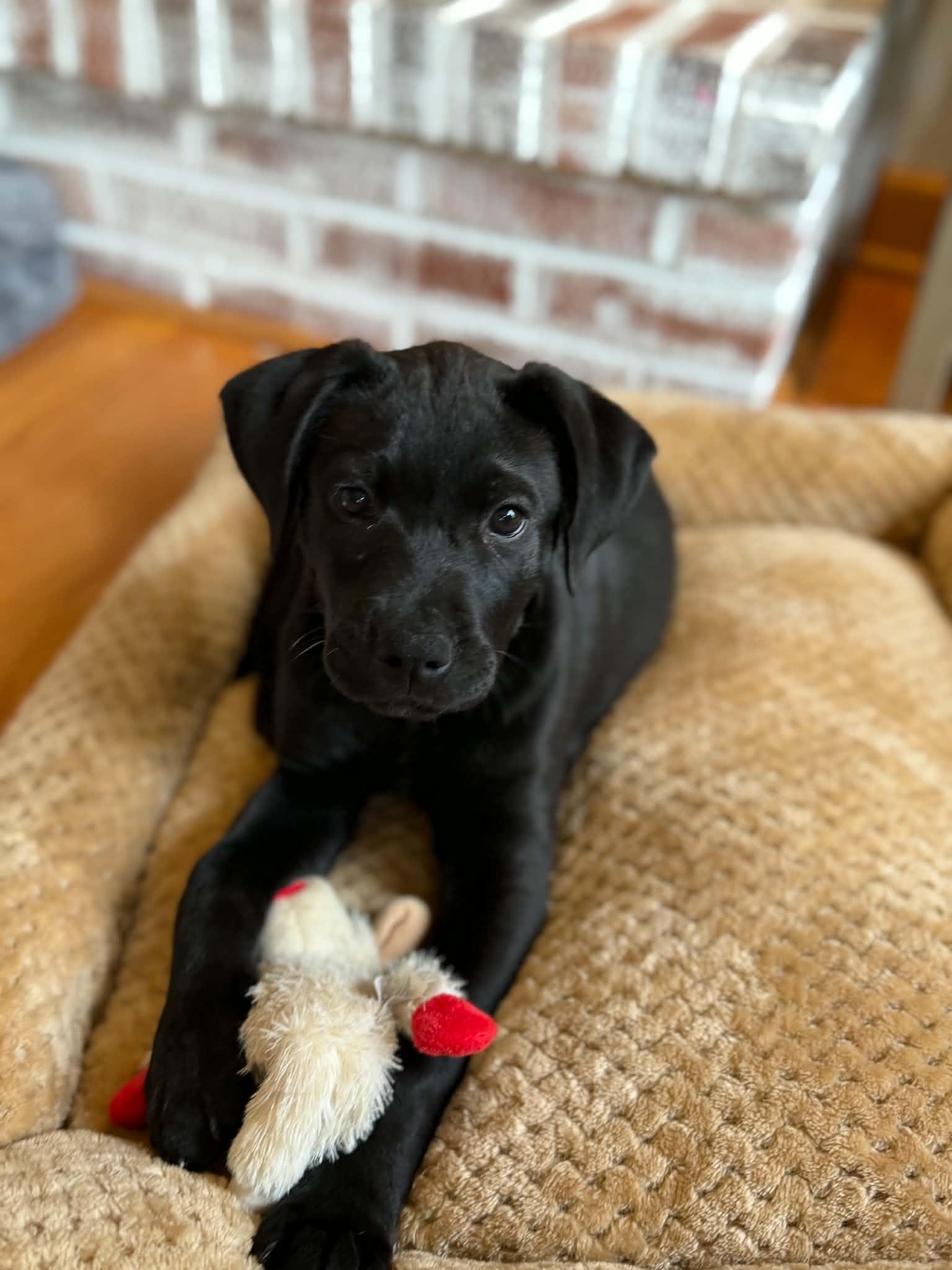 Kallie, adopted, Puppy Female Labrador Retriever & Terrier.