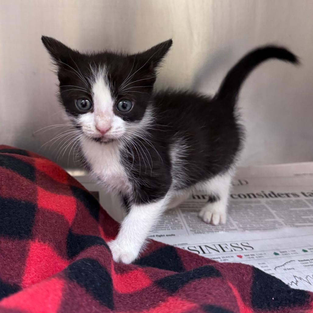 Enlarge Liberty, a Adoptable Domestic Short Hair in Mocksville, NC image 2/6