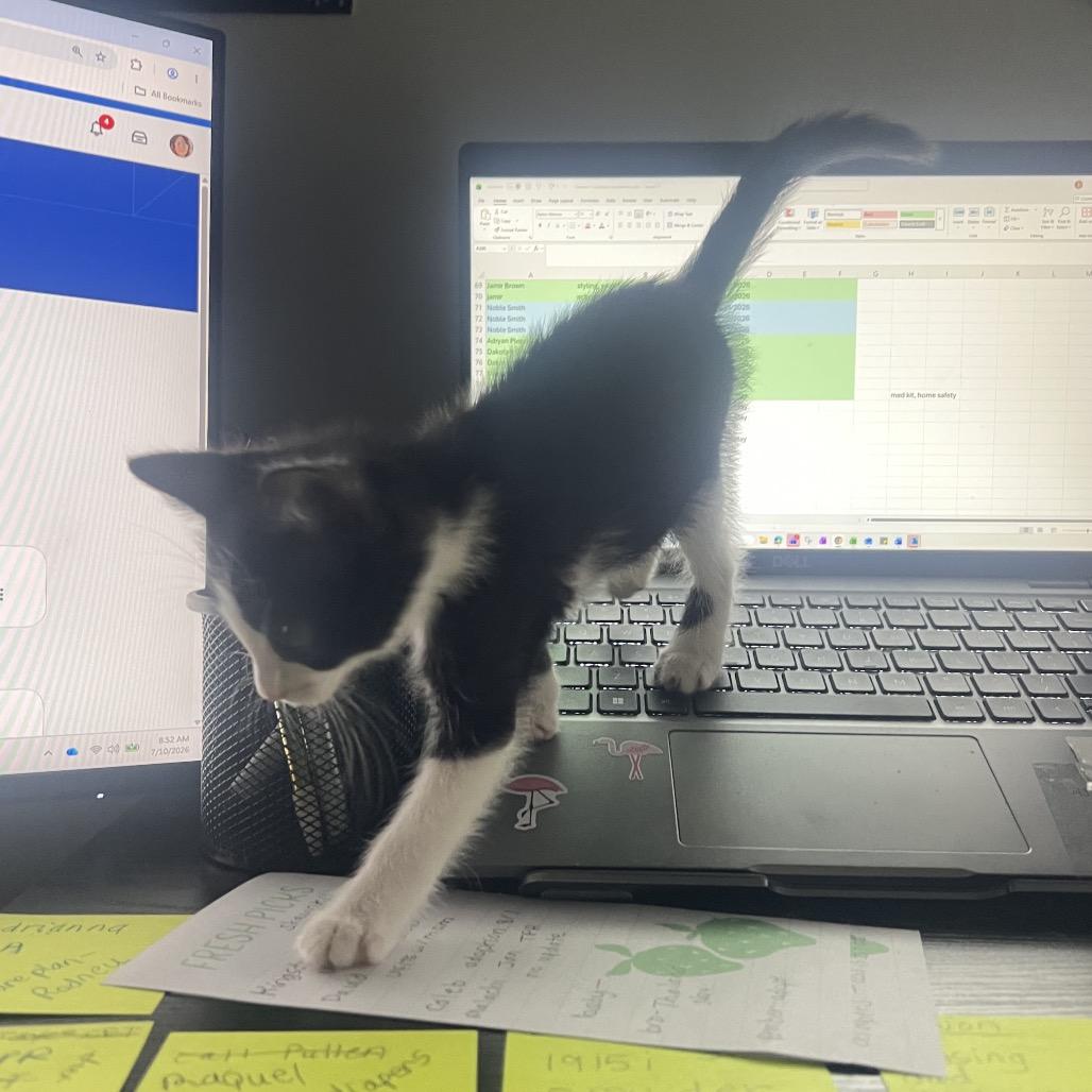 Enlarge Liberty, a Adoptable Domestic Short Hair in Mocksville, NC image 3/6