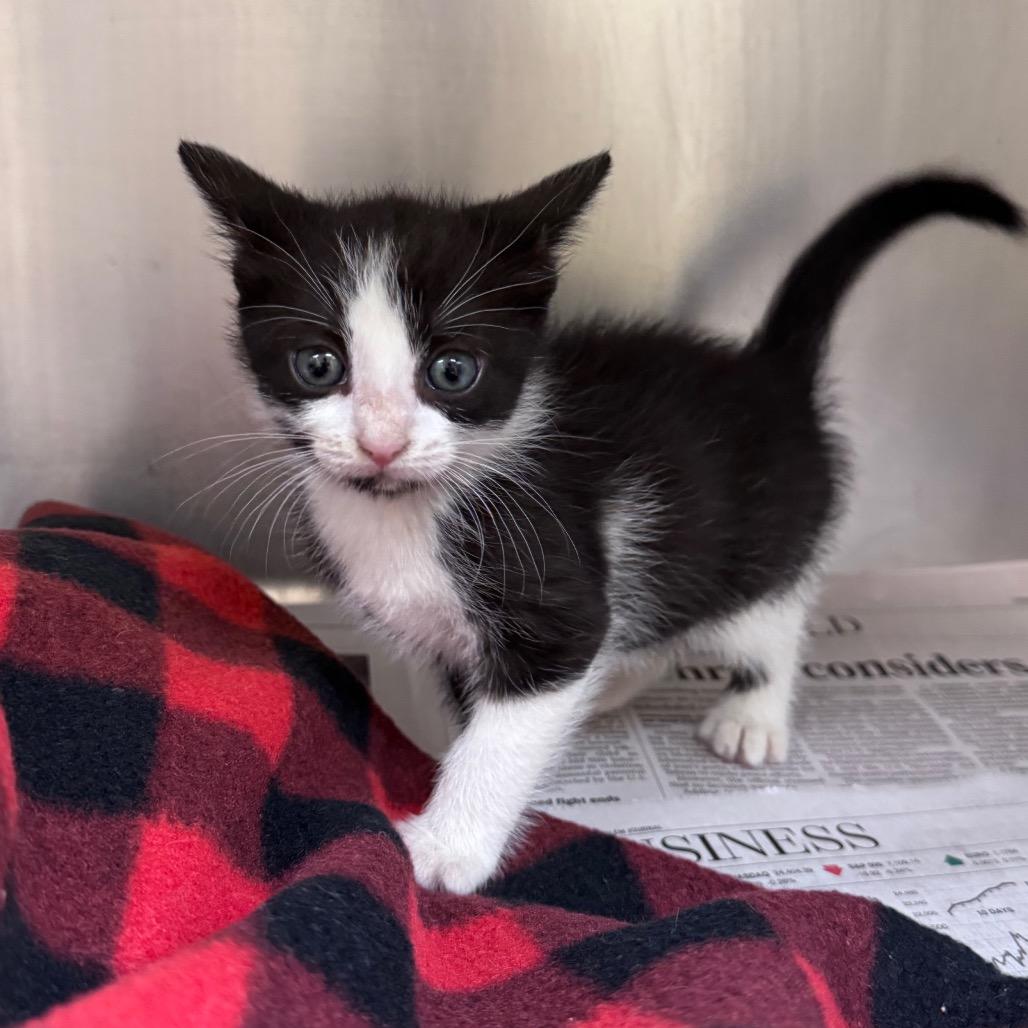 Enlarge Liberty, a Adoptable Domestic Short Hair in Mocksville, NC image 6/6