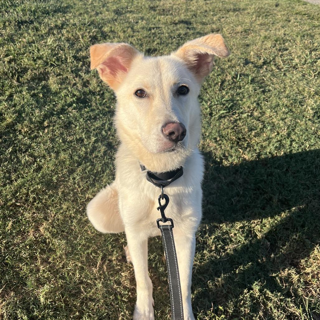 Piccolo 21864 — thumbnail 2