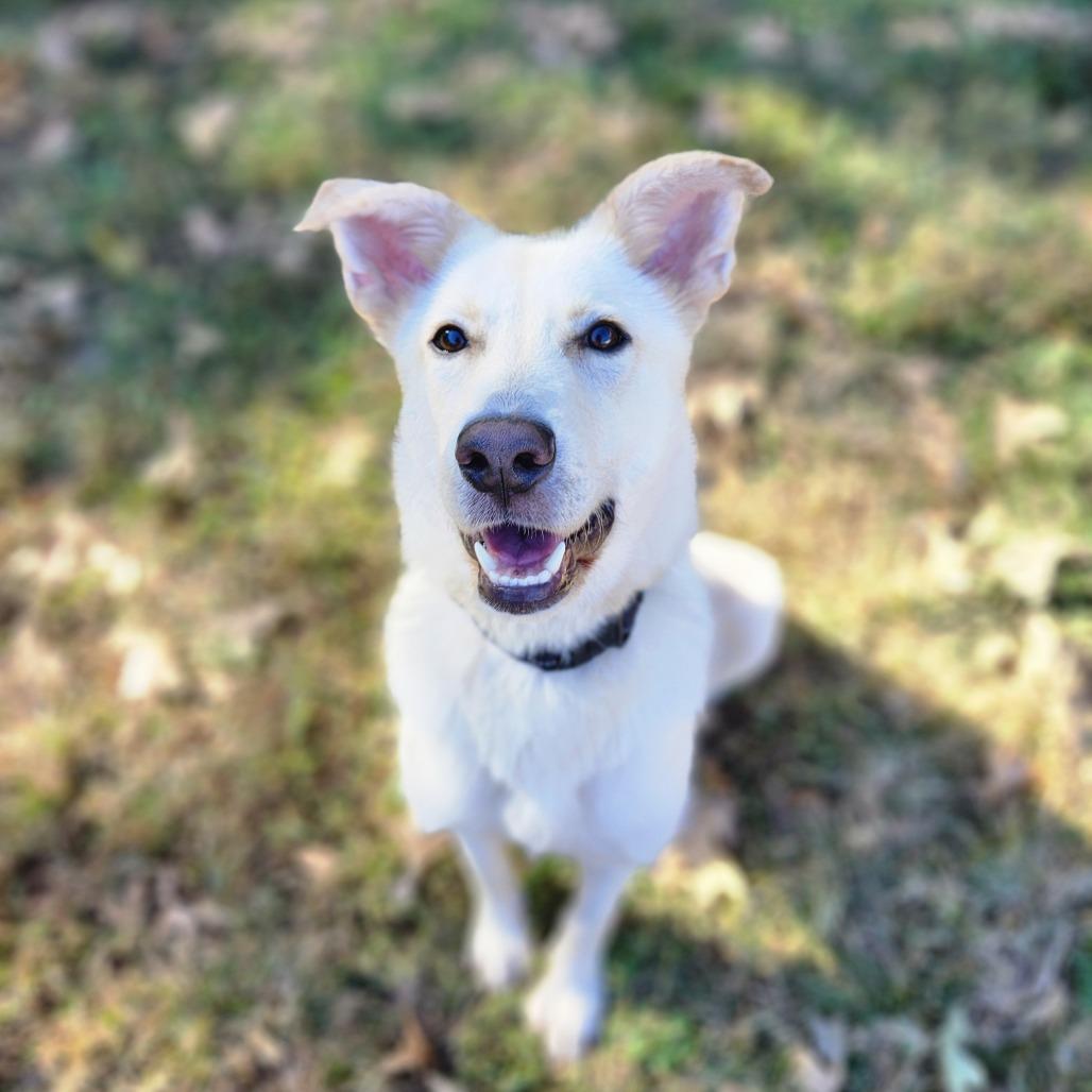 Piccolo 21864 — thumbnail 3